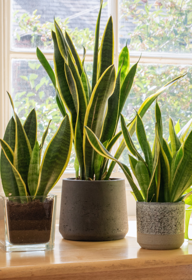 Snake Plant (Sansevieria)